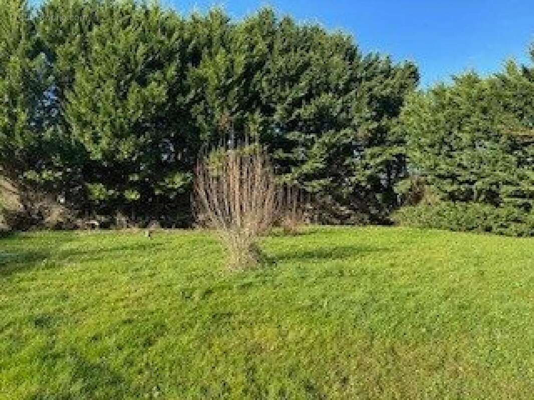 Photo 3 - Terrain à LOUPES