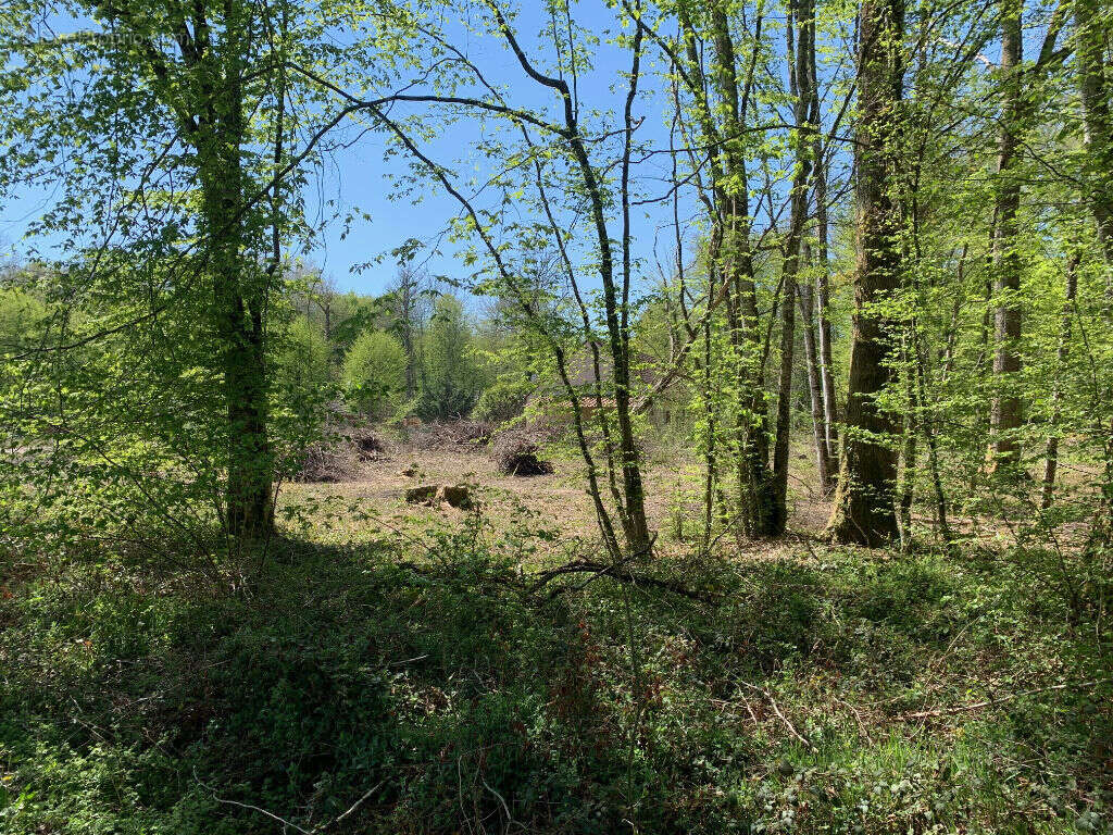 Terrain à SAINT-FARGEAU