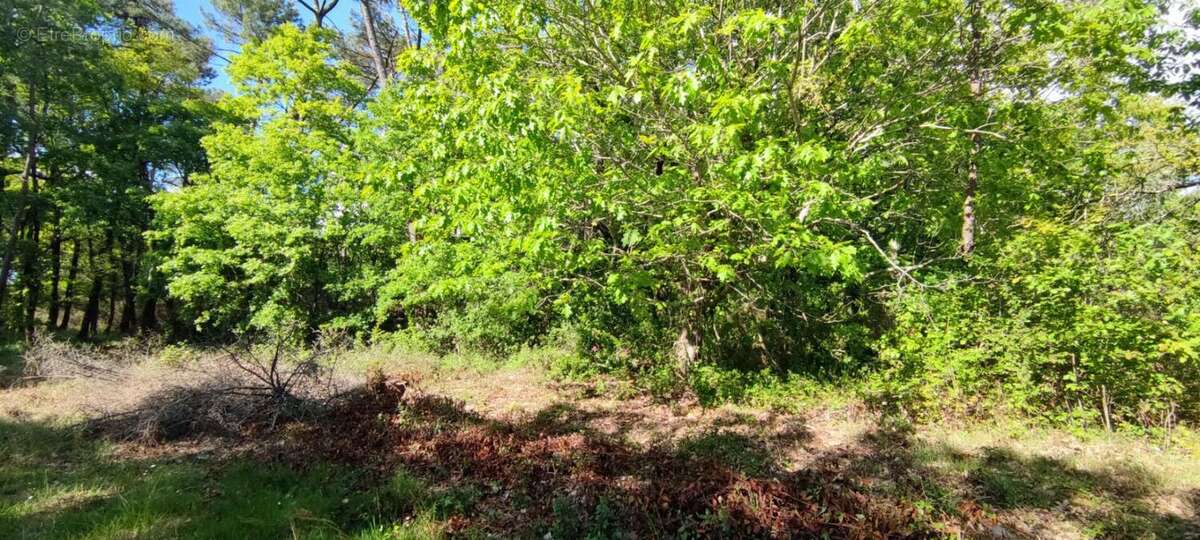 Terrain à VILLEFRANCHE-DE-LONCHAT
