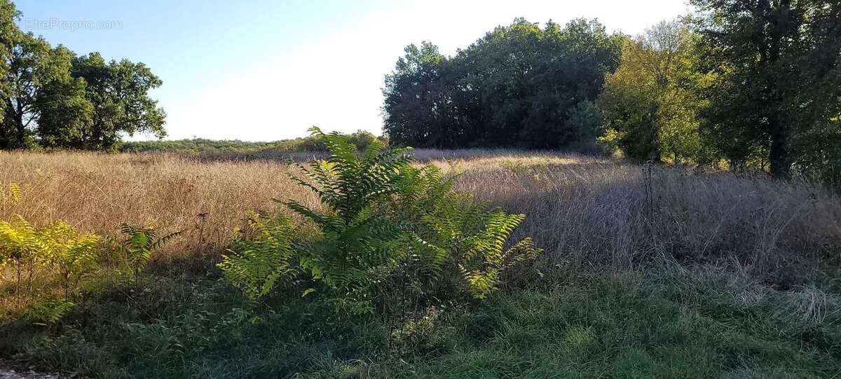 Terrain constructible avec bois Montaigu-de-Quercy - photo 4