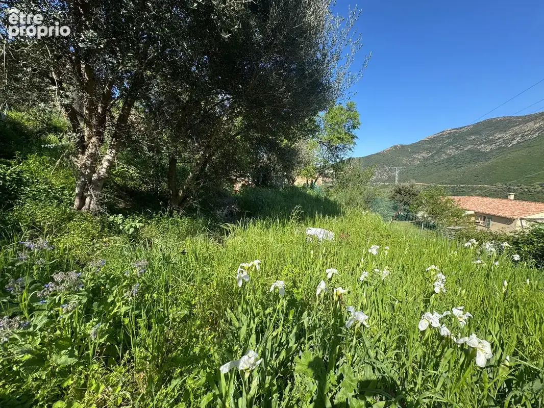 Terrain à vendre à OCCHIATANA (20) - photo 2