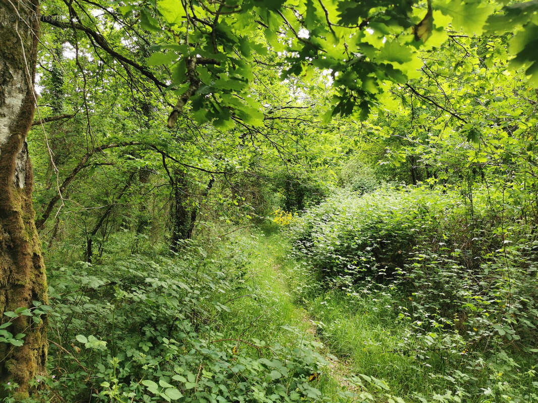 Terrain à SELLES-SAINT-DENIS
