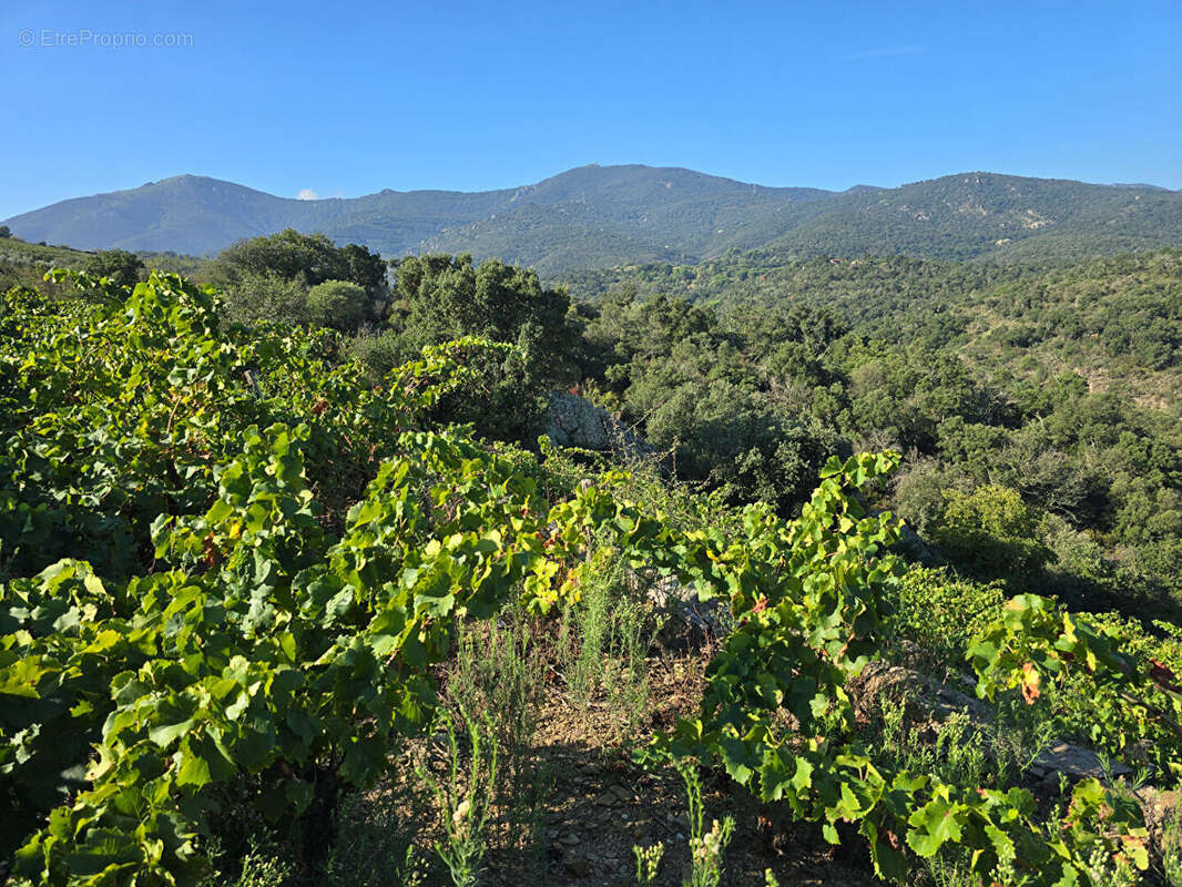 Terrain à COLLIOURE