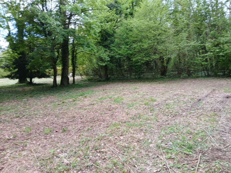 20 minutes de dijon - rare a la vente - terrain de 1ha15ares et 45ca - photo 3
