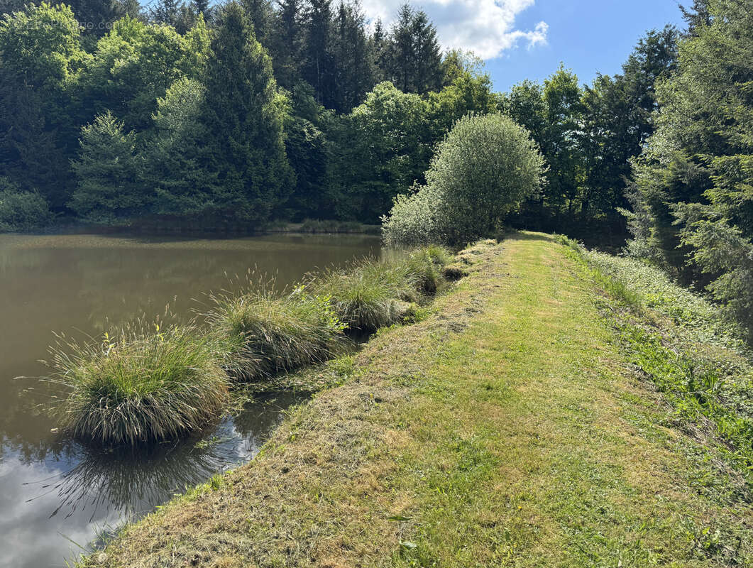 Ensemble de 2 grands etangs dans le morvan - photo 11