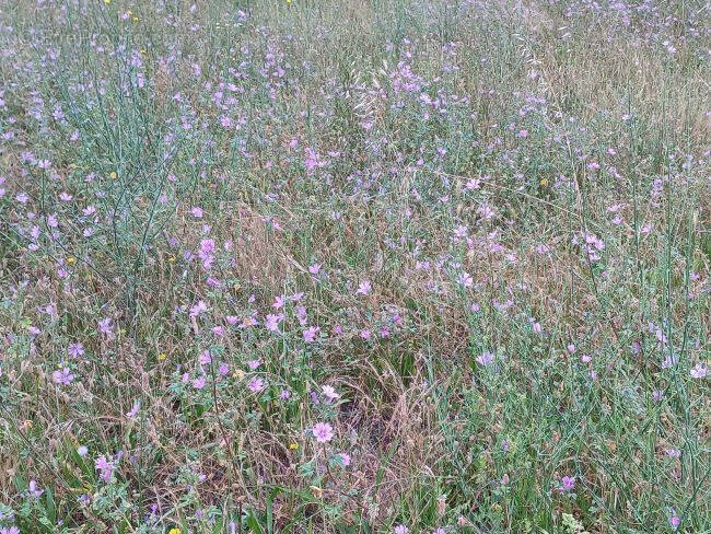 Terrain à MONTESQUIEU-DES-ALBERES