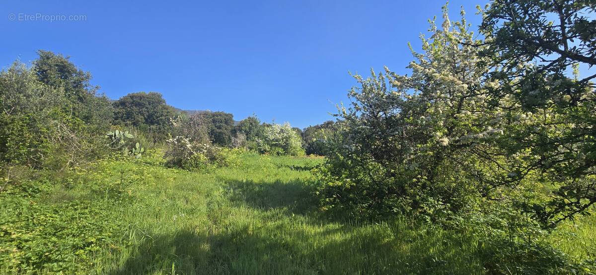 Terrain à OLMETO