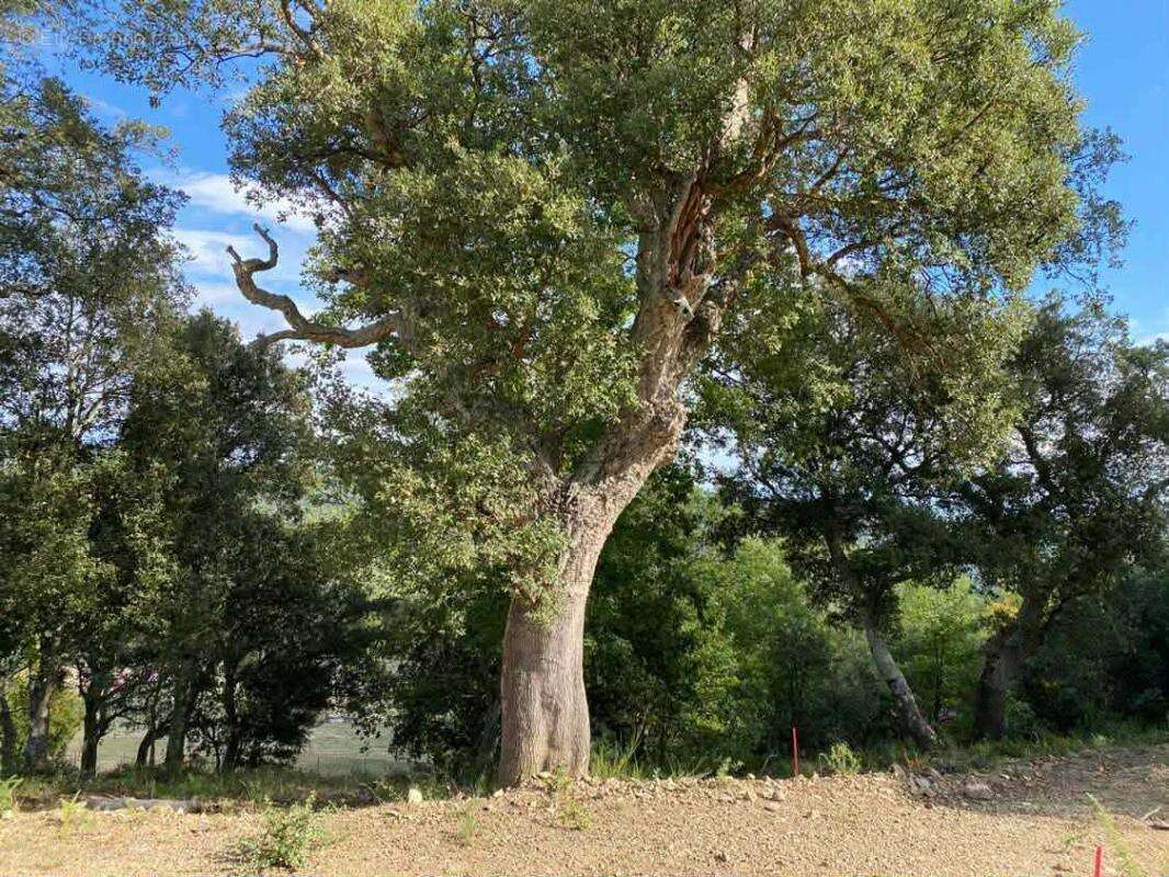 Incroyable Terrain constructible de 1147 m² en pente avec vue incroyable dans un petit village proche de Ceret - photo 6