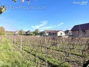 Terrain à OBERMORSCHWIHR