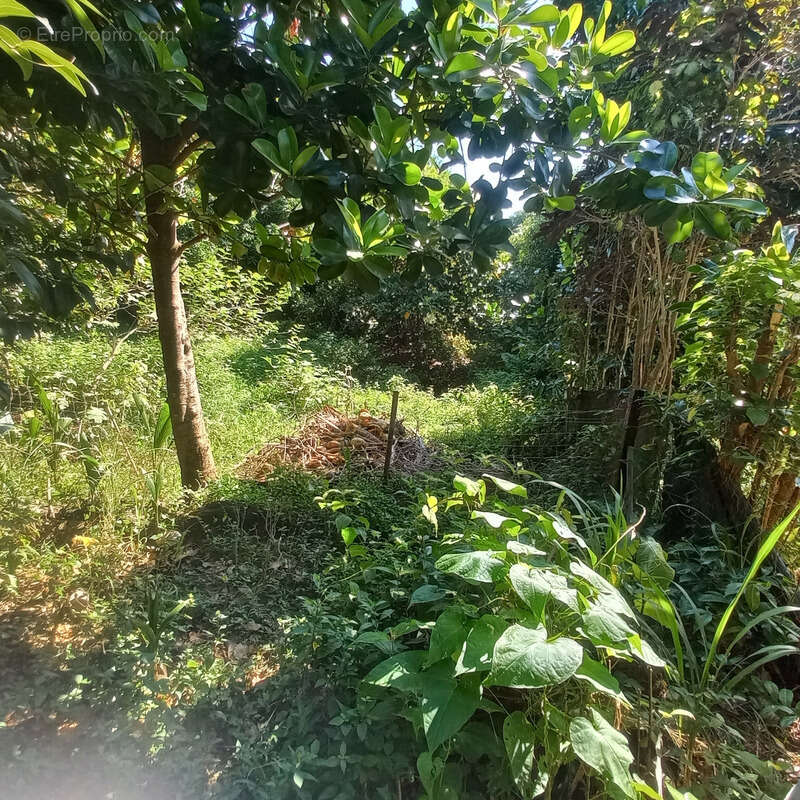 Maison à PETIT-BOURG
