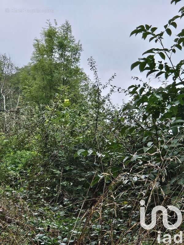 Photo 2 - Terrain à VILLENEUVE-SUR-YONNE