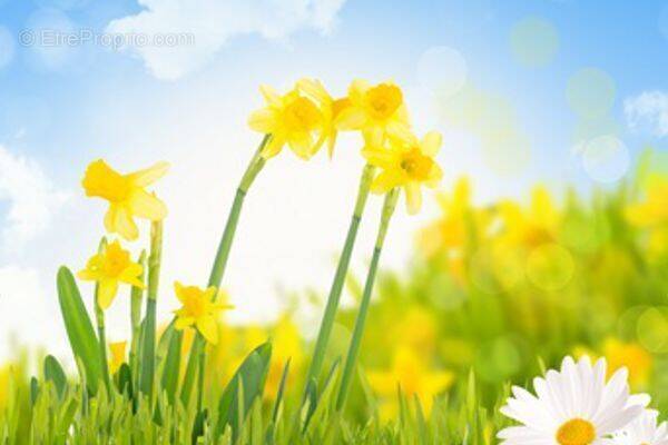 Terrain à POUILLY-LES-FEURS