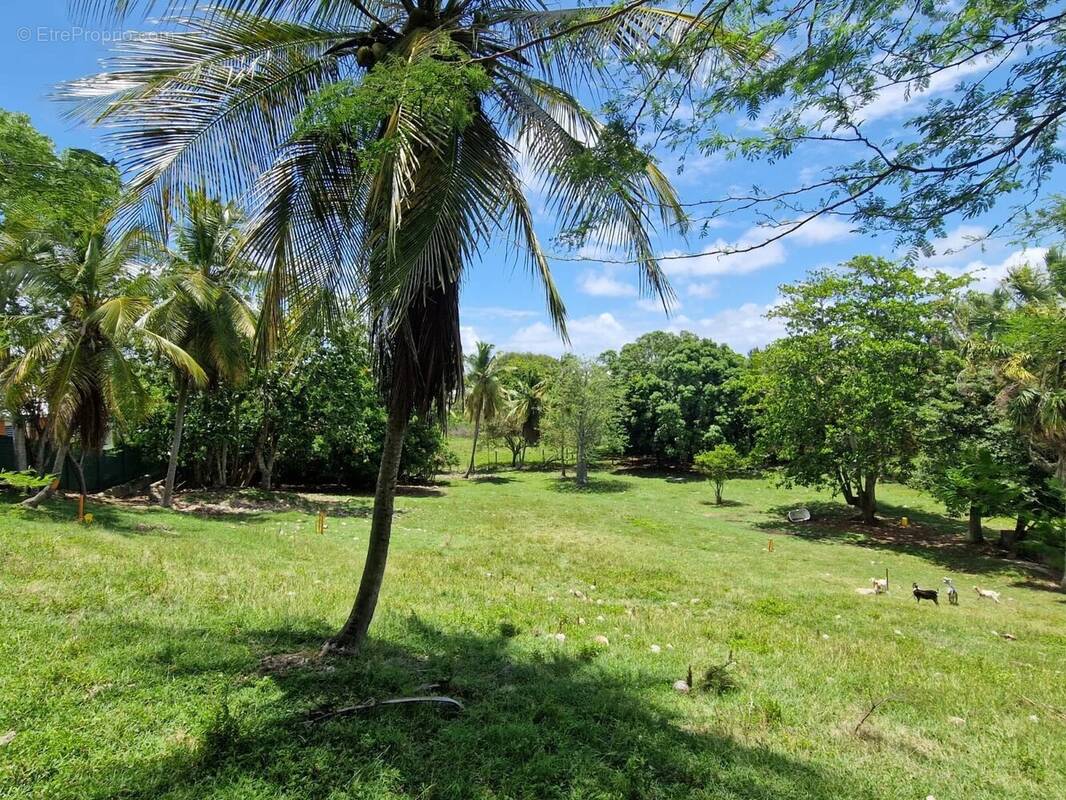 Terrain à LE GOSIER