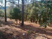 Photo 1 - Terrain à SAINT-MAXIMIN-LA-SAINTE-BAUME