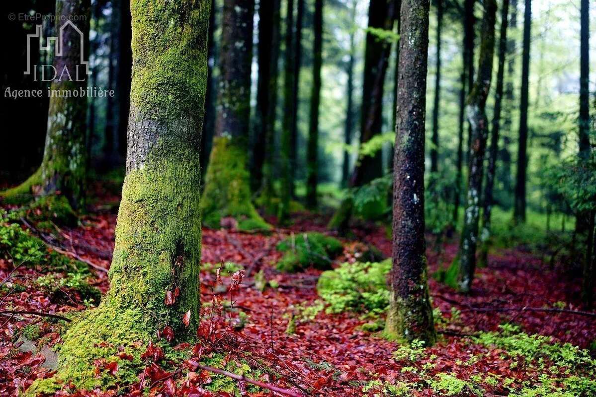 Terrain à SAINT-DENIS-EN-MARGERIDE