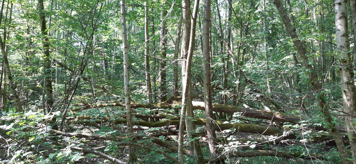 Terrain à CHAMPENOUX