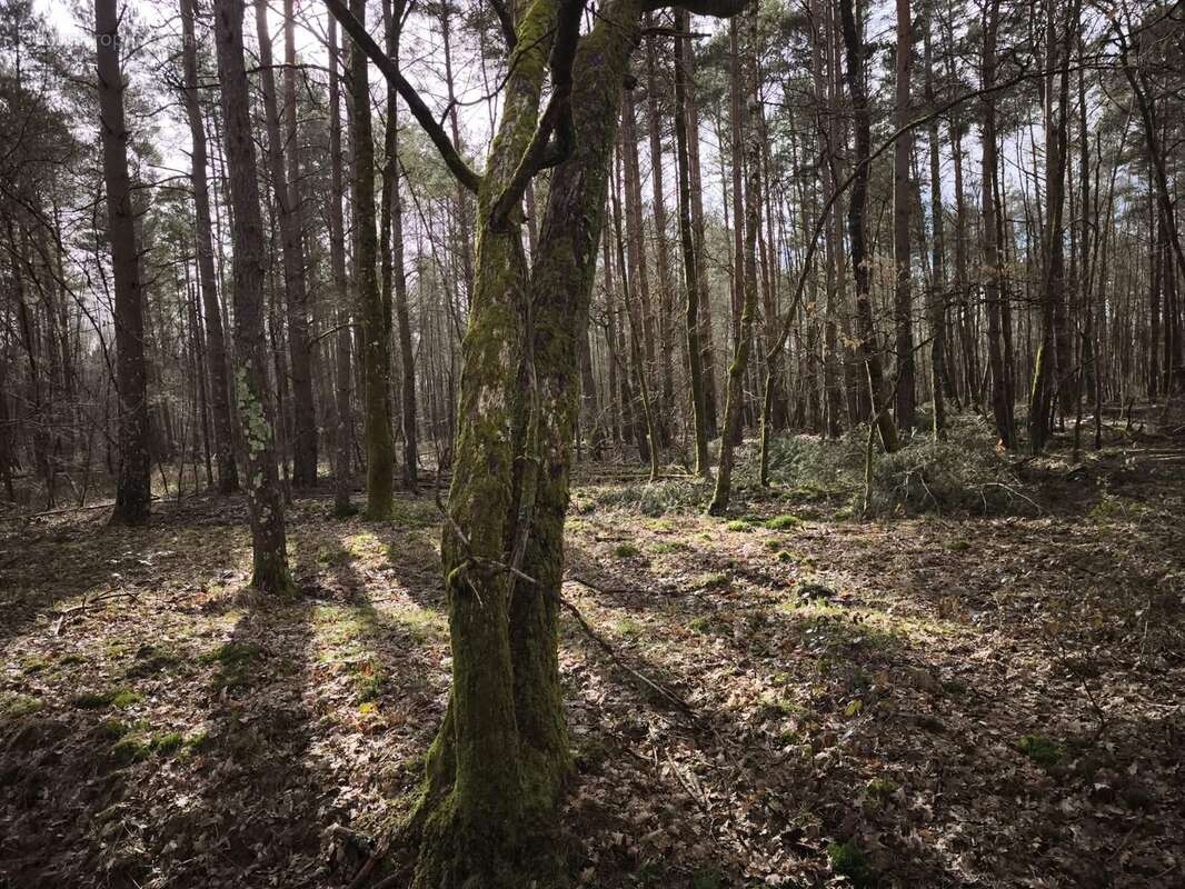 Terrain à LOREUX