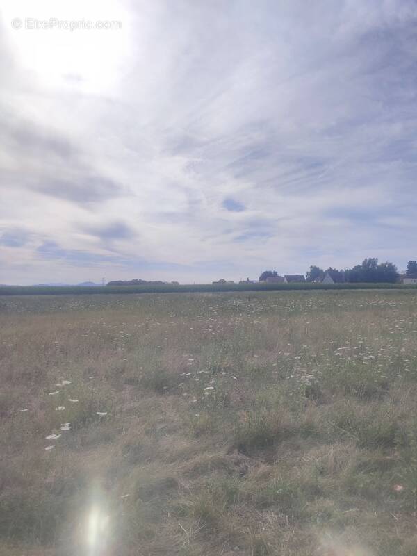 Terrain à MUNTZENHEIM