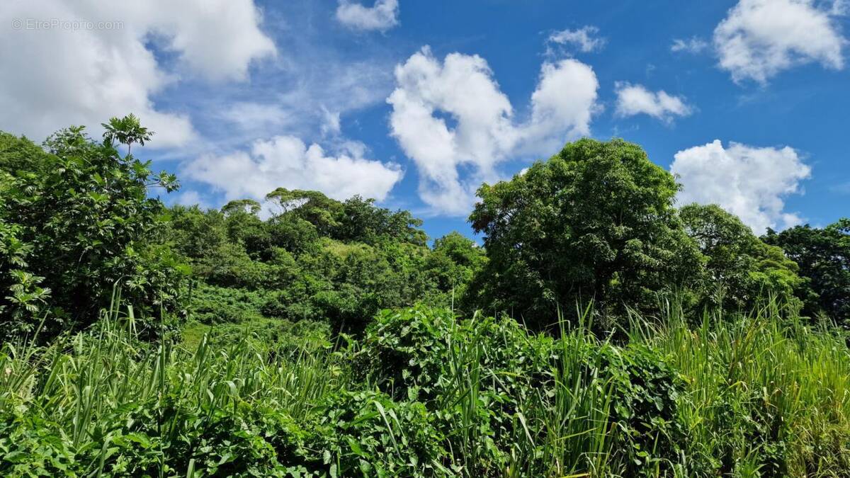 Terrain à LES ABYMES