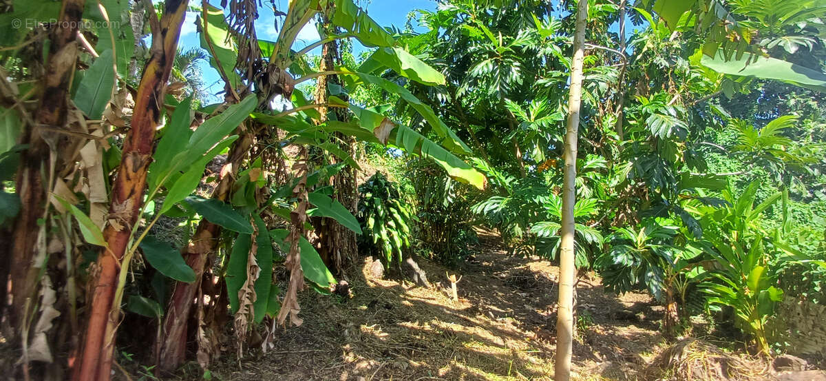 Maison à CAPESTERRE-BELLE-EAU