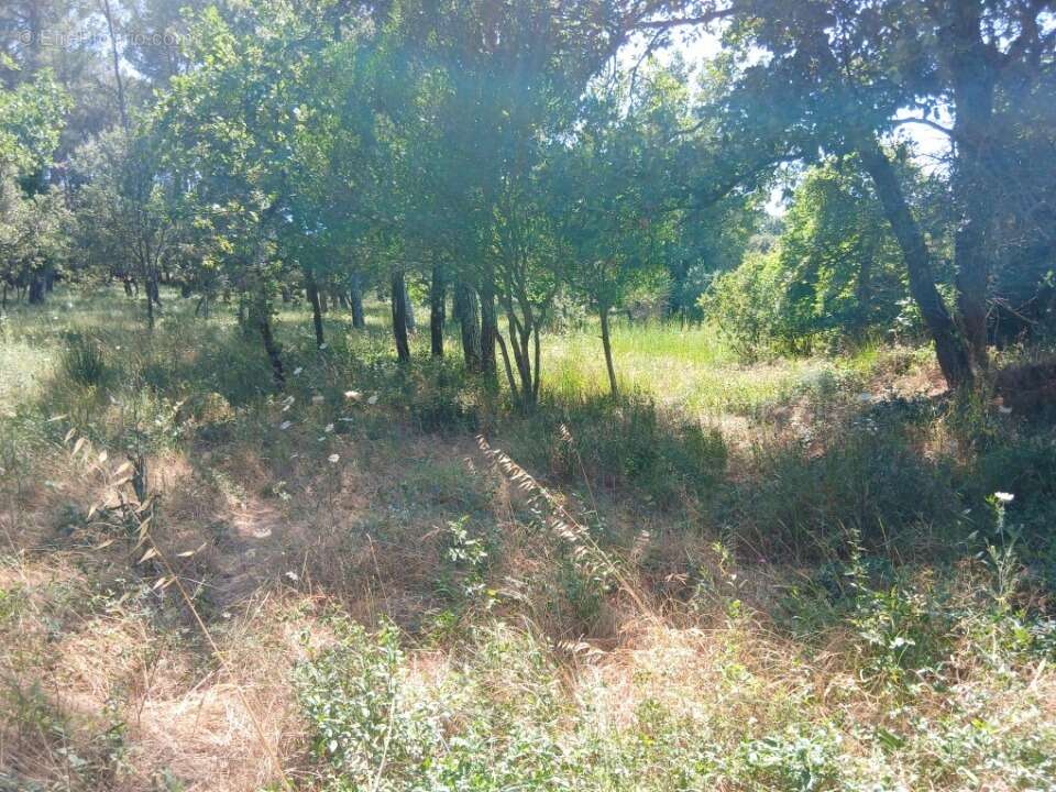 Terrain 705 m² à Gareoult  - photo 3