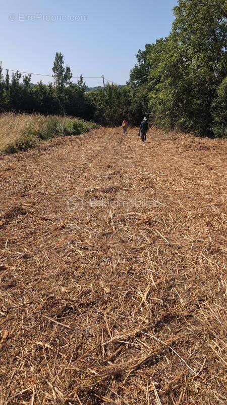 Terrain à BOISSY-LE-CHATEL