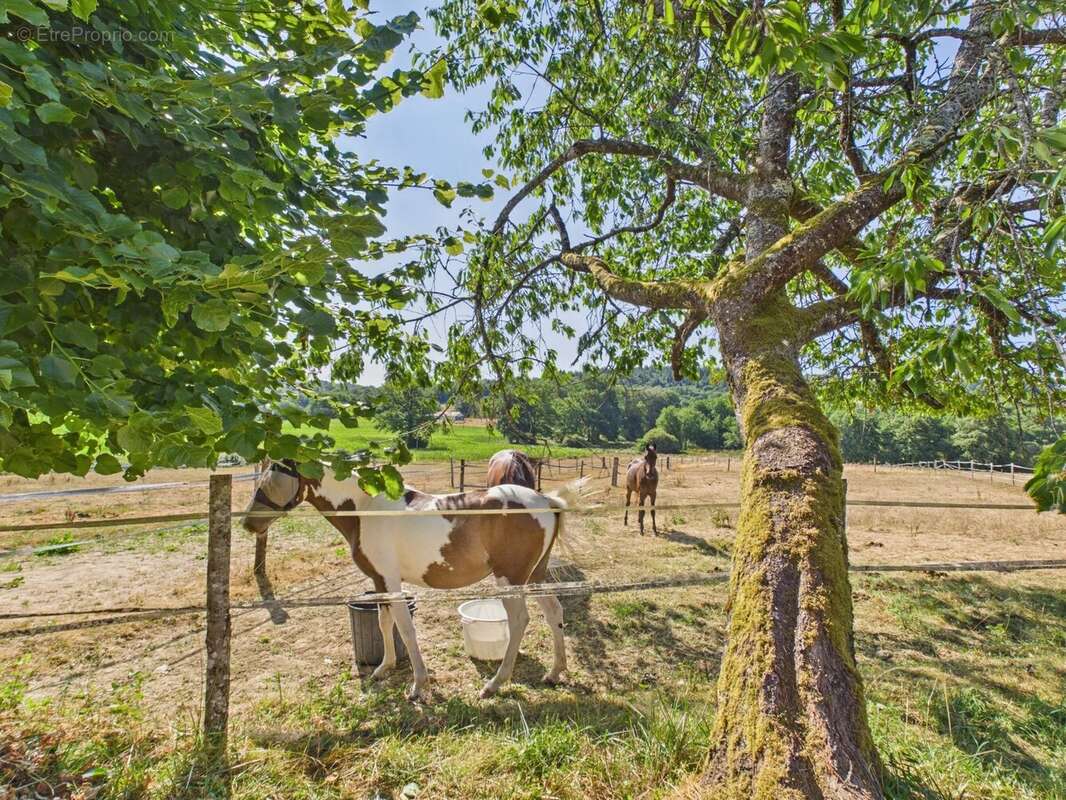 Propriété équestre avec 5 chambres, excellentes écuries et 19.5ha - photo 13