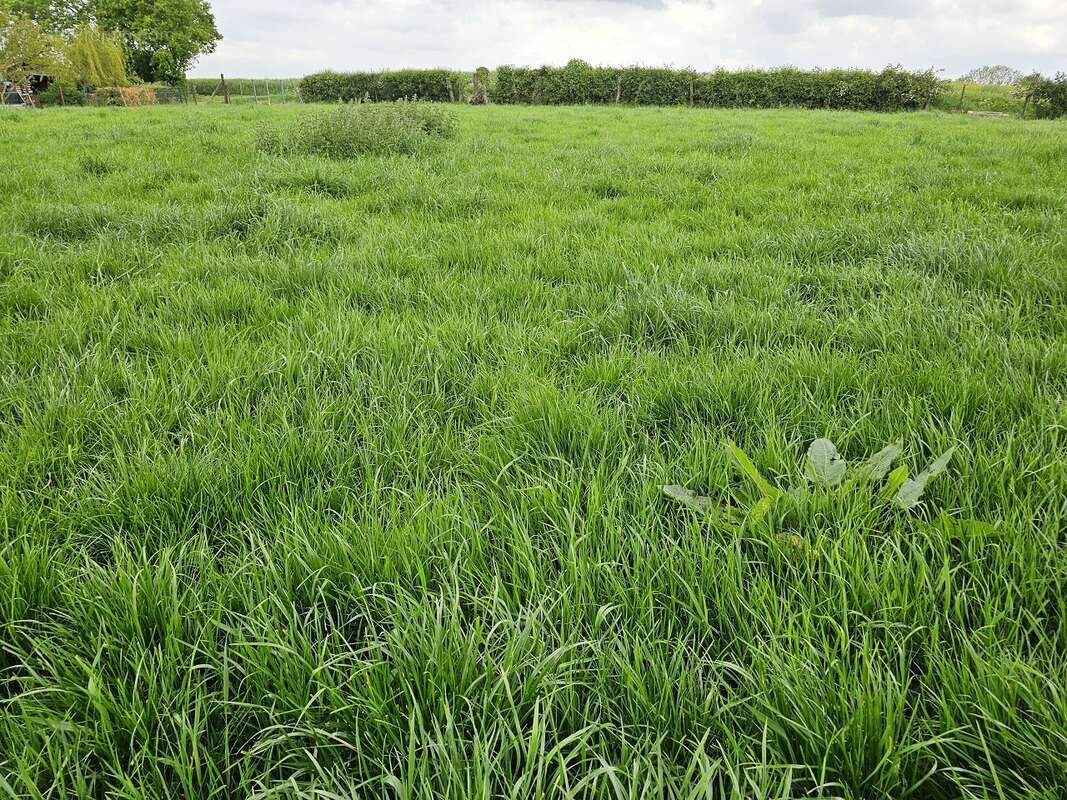 Terrain à MARCONNELLE
