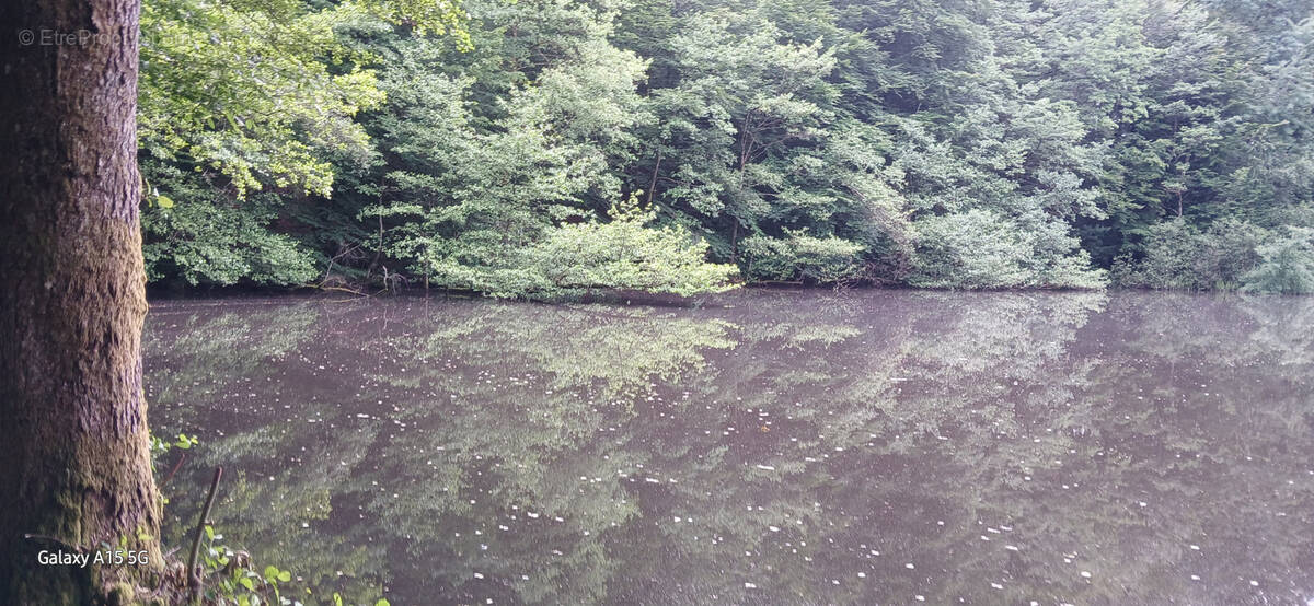 Terrain à AUXELLES-BAS