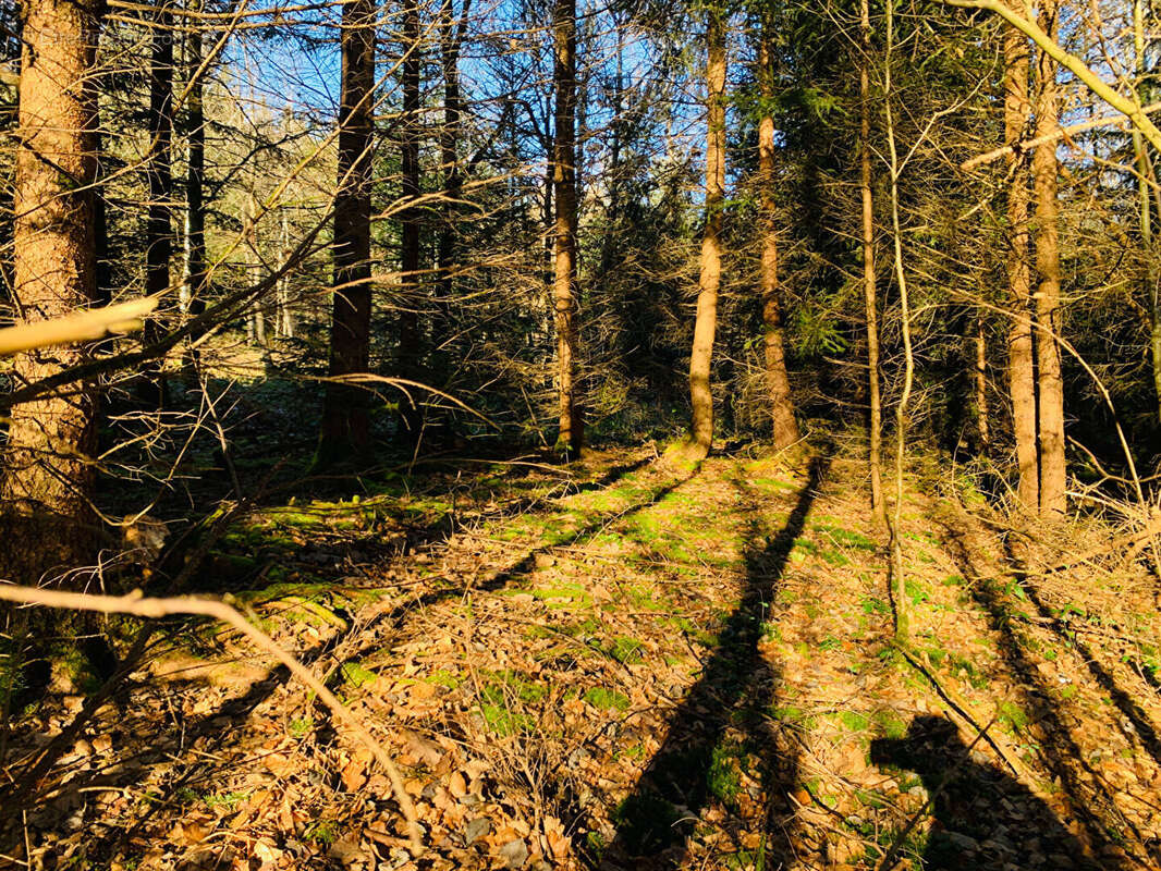Terrain à BERTRICHAMPS