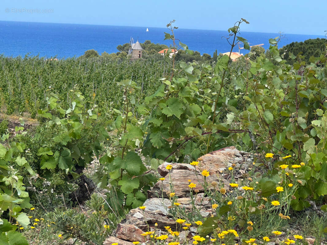 Vigne à vendre sur Collioure à 99 000€ et 10370m2 - photo 8