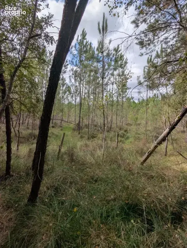 Terrain à vendre de 2 187,00 m² MEZERAY (72) - photo 2