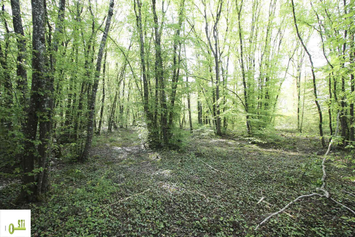 Photo 2 - Terrain à MELLEROY
