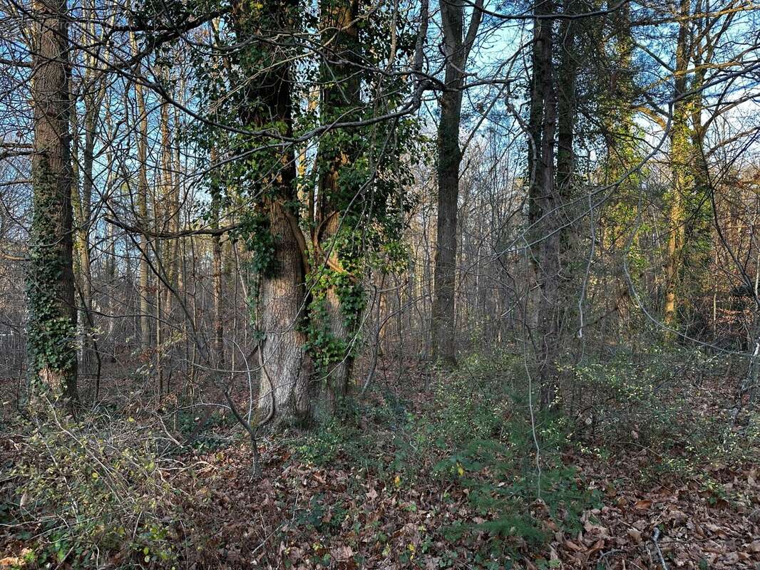 Terrain 1500 m² à La Genevraye  - photo 5