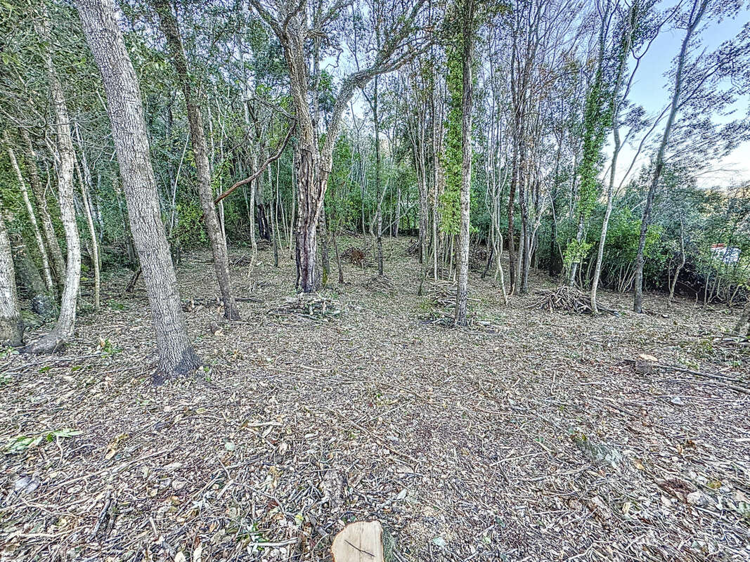 Terrain à SANTA-MARIA-POGGIO
