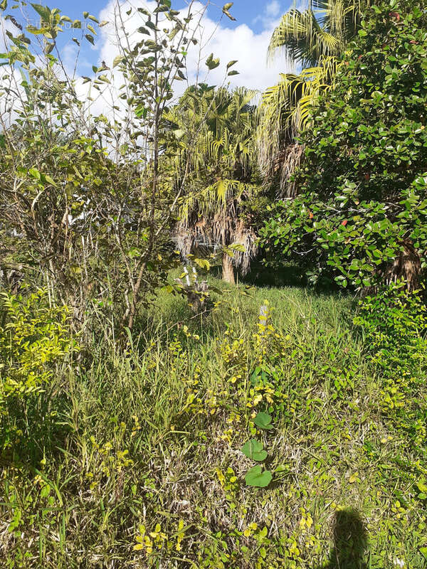 Terrain à SAINT-JOSEPH