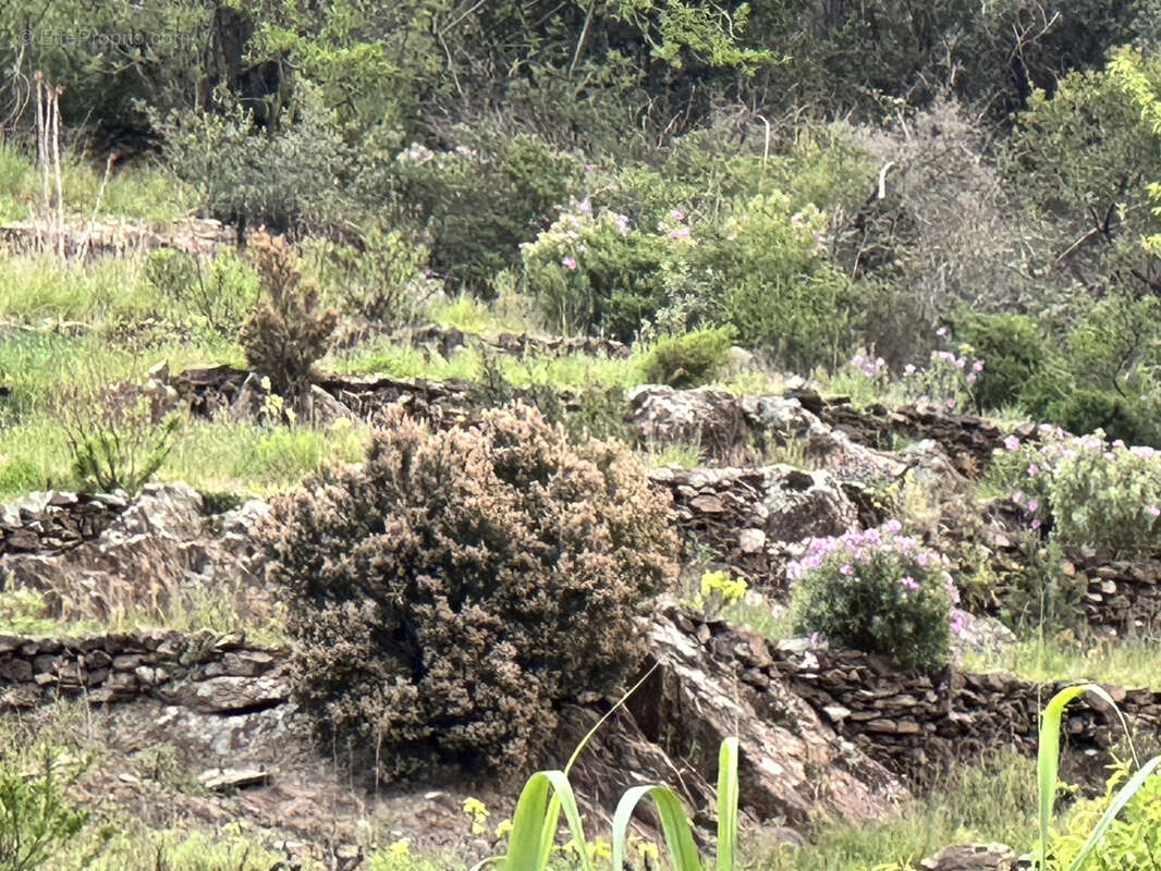 Terrain à PORT-VENDRES