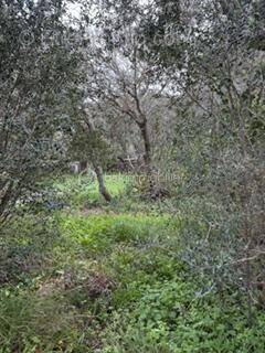 Terrain à BONIFACIO