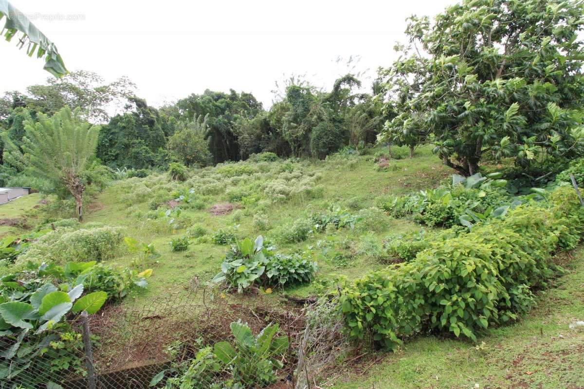 Terrain à SAINT-JOSEPH