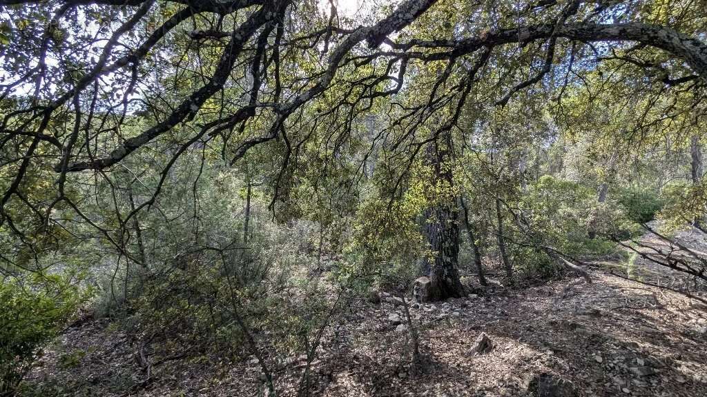 CARCES - Terrain non constructible 9.696m² boisé - photo 3