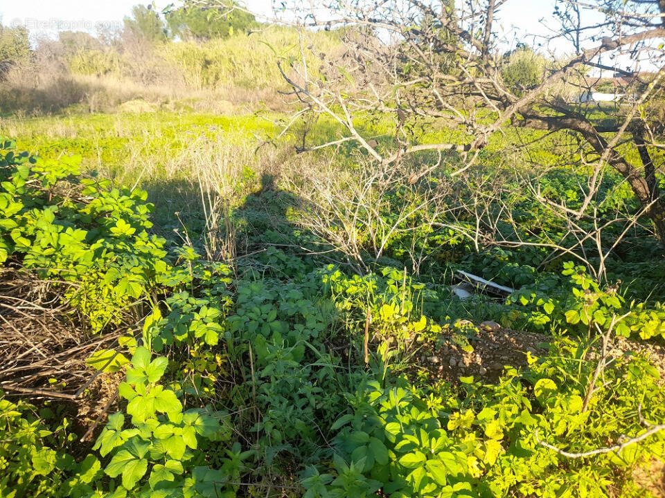 Terrain à SOLLIES-PONT