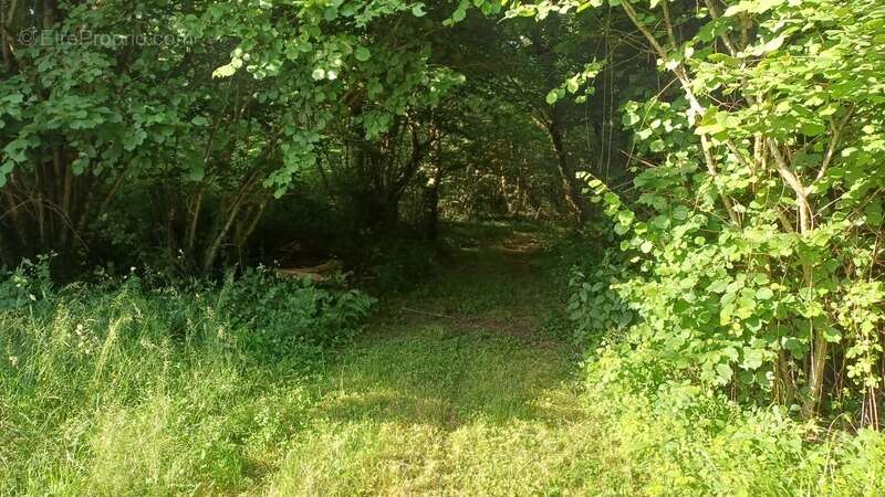 Propriete/Gites 6 hectares, Proche de THENON (24) - photo 14
