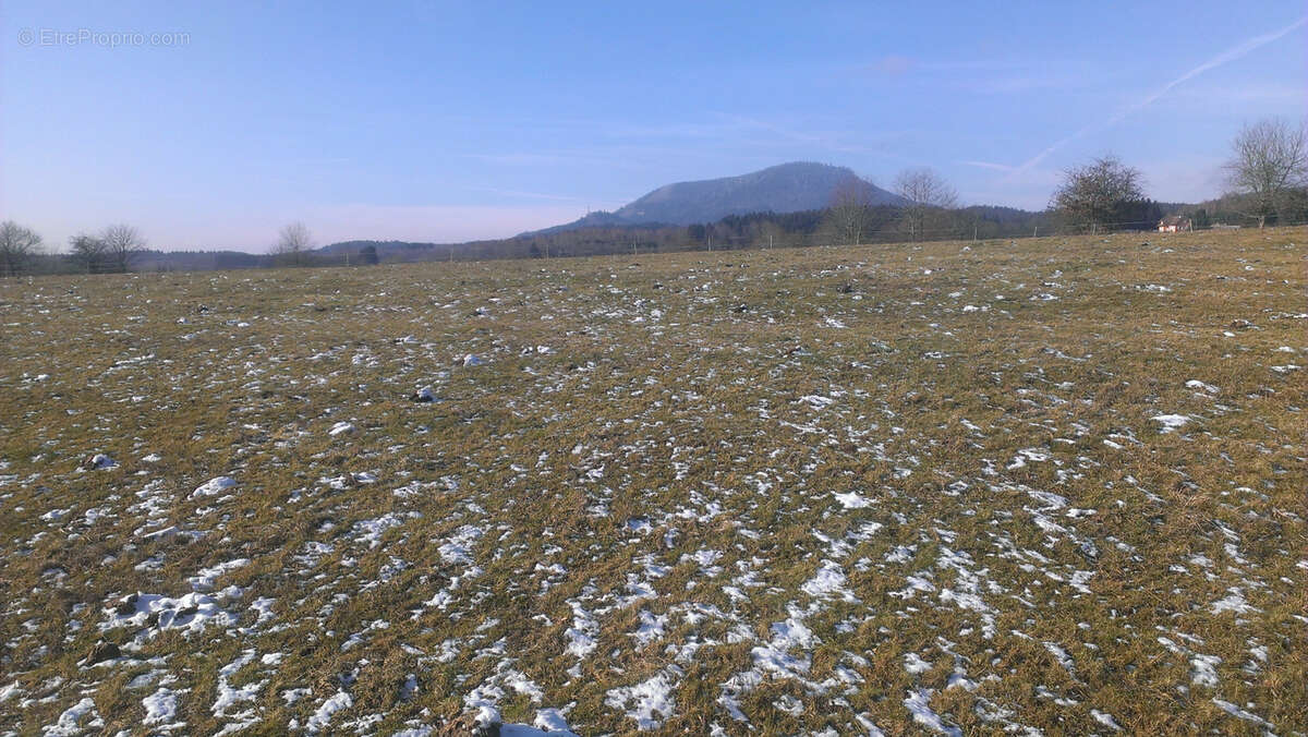 Terrain à RIBEAUVILLE