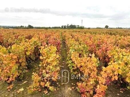 Terrain à ROMANECHE-THORINS