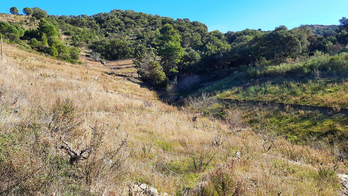 Terrain à BANYULS-SUR-MER
