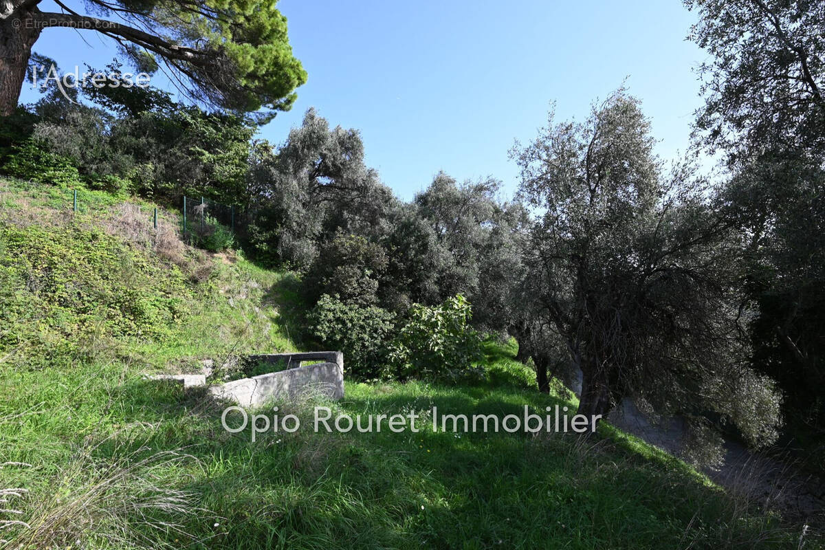 Terrain 1550 m² à Grasse  - photo 5
