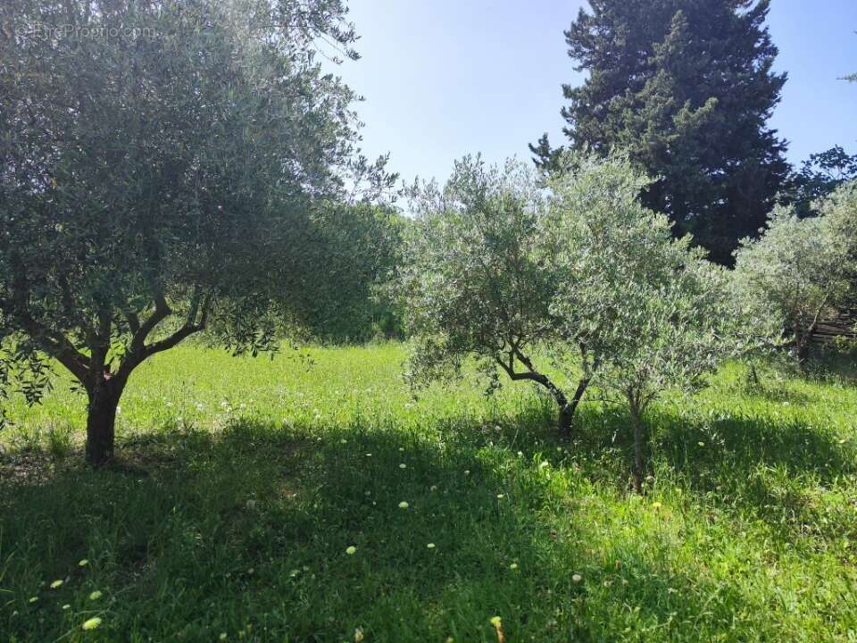 Terrain à BRIGNOLES