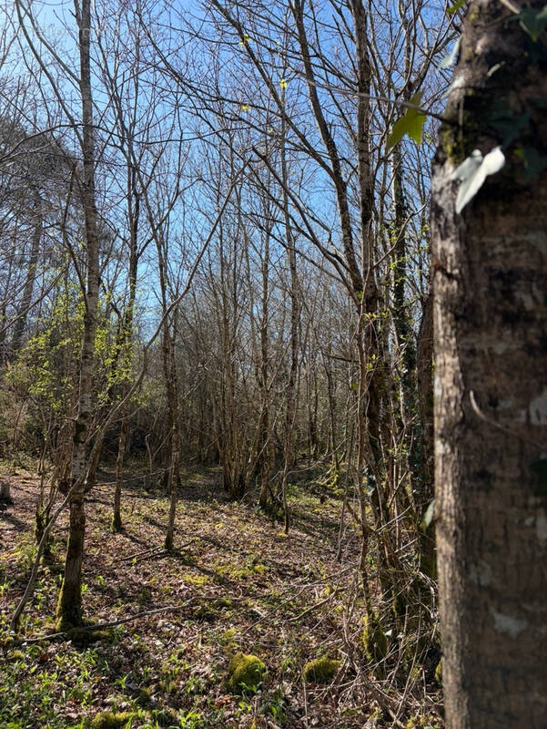 Terrain à CHATEAUNEUF