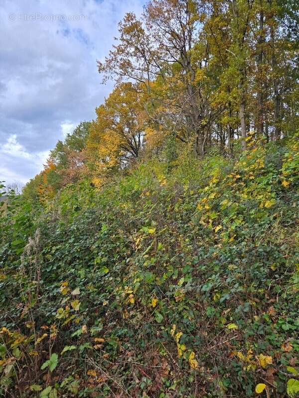 Terrain à NIEDERHASLACH