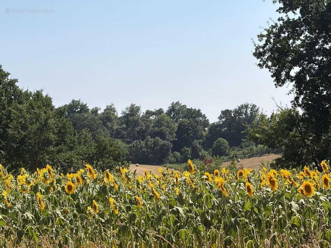 PLAISANCE (32); AUTHENTIQUE MAISON GASCONNE 300M2 dans son jus, un peu cachée, 1HA grandes dependances - photo 16